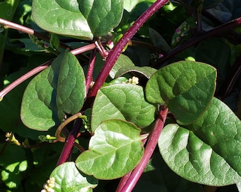 Red Malabar Spinach Seeds | Heirloom | Organic