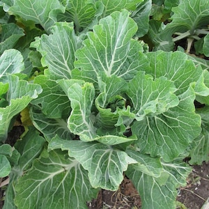 Portuguese Kale | Heirloom | Organic