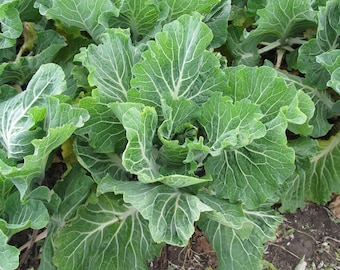 Portuguese Kale | Heirloom | Organic