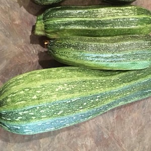 Costata Romanesco Courgettezaden | Erfstuk | Biologisch | Zomerpompoen
