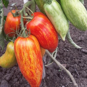 May include: Close-up of a cluster of red and yellow striped tomatoes hanging from a vine. The tomatoes are long and slender, with a bright red and yellow striped pattern.