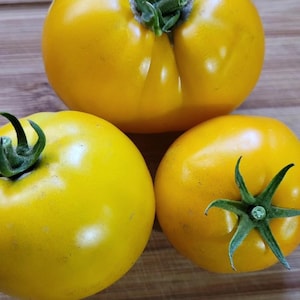 May include: Three yellow tomatoes, two of which are round and one is slightly oval shaped. The tomatoes are on a wooden surface.