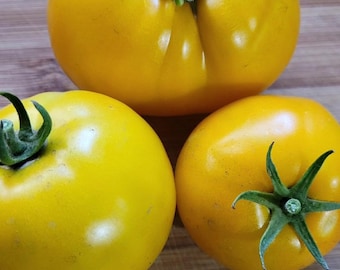 Lemon Boy (F1 Hybrid) Tomate Samen