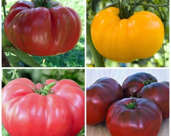 Brandywine Tomato Collection  | Heirloom | Organic Seeds