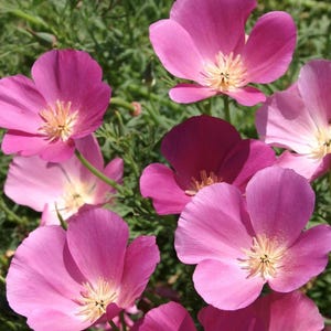 Op de afbeelding: Een groep roze papaverbloemen in bloei. De bloemen hebben delicate bloemblaadjes en een gele kern.