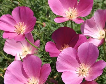 Purple Gleam California Poppy Seeds