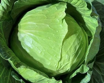Late Flat Dutch Cabbage Seeds | Heirloom | Organic