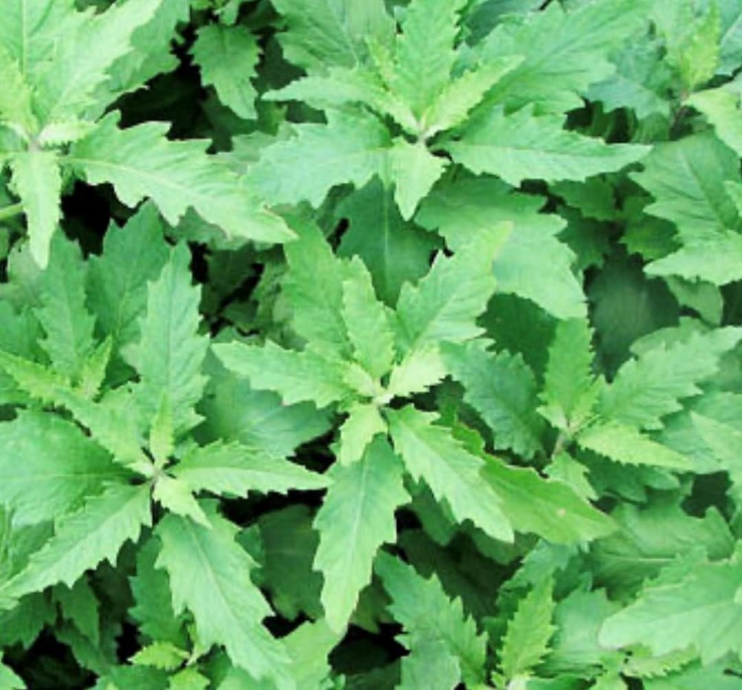 Epazote Seeds | Heirloom | Herb - Etsy
