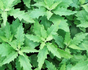 May include: A close-up view of lush green leaves with serrated edges. The leaves are clustered together, creating a dense, textured pattern. The image showcases the vibrant green color and intricate details of the foliage.