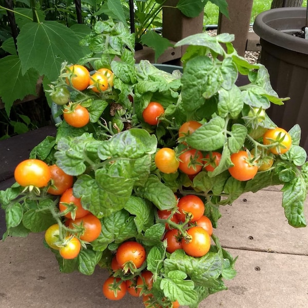 Red Robin Tomato Seeds | Organic