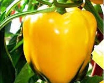 Golden California Wonder Pepper Seeds | Sweet | Heirloom | Organic