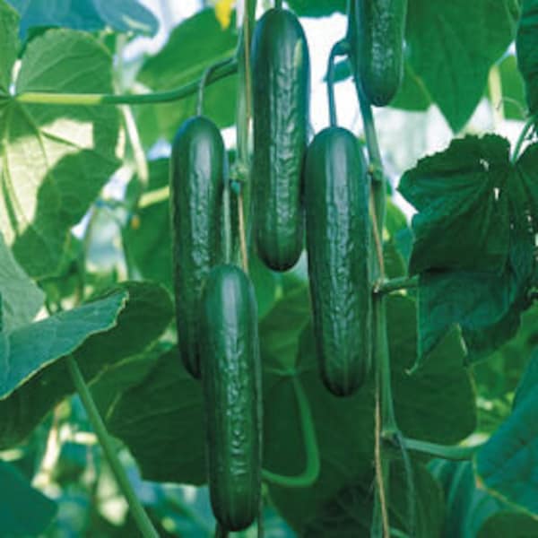 Muncher Cucumber Seeds | Heirloom | Organic