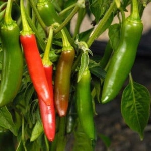 May include: Close-up of a bunch of green and red chili peppers hanging from a plant. The peppers are various sizes and shapes.