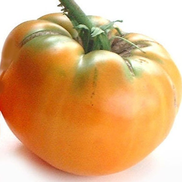 Persimmon Tomato Seeds | Heirloom | Organic