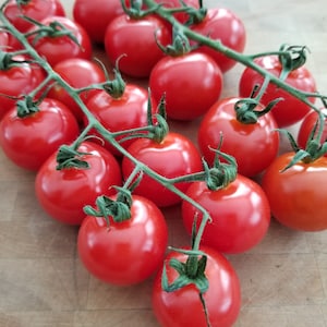 Chadwick Cherry Tomato Seeds | Heirloom | Organic