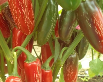 Tam Jalapeno Pepper Seeds | Hot | Organic