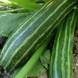 Cocozelle Zucchini Seeds | Heirloom | Organic | Summer Squash