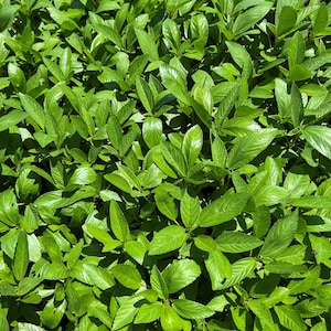 Semi di spinaci egiziani (Molokhia) / Cimelio / Biologico