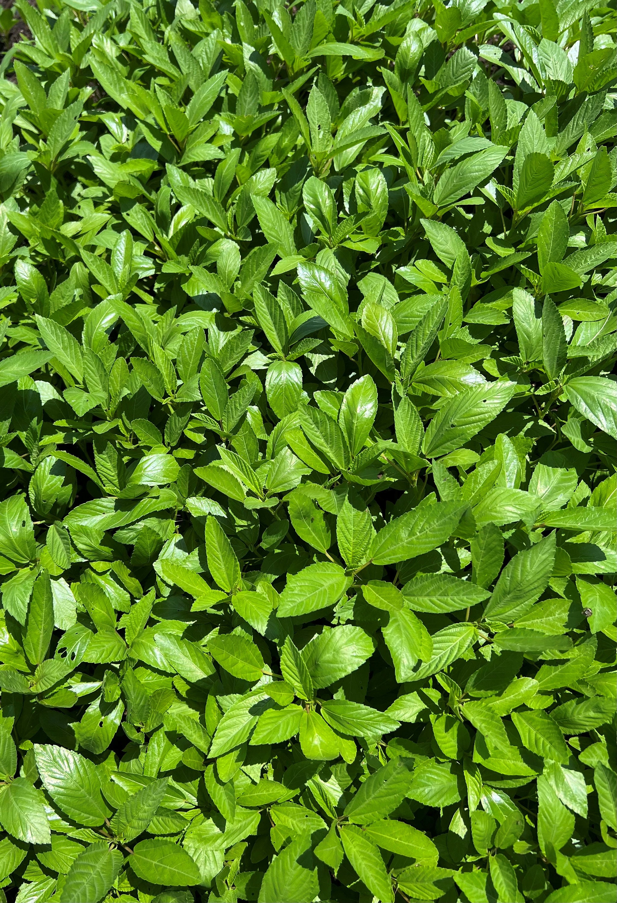 Espinacas orgánicas - Etsy México, image size:2050x3000