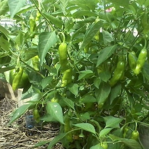 Italian Pepperoncini Pepper Seeds | Sweet | Heirloom | Organic