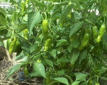 Graines de piments Pepperoncini italiens | Doux | Variété ancienne | Biologiques