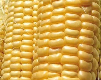 Golden Bantam Corn Seeds