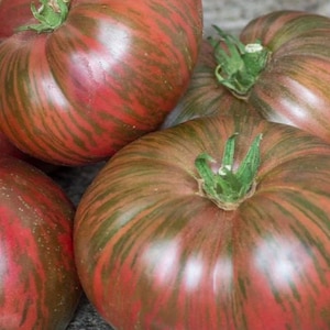 以下が含まれることがあります： いくつかの家宝トマトのクローズアップ。トマトは赤と緑の混合で、縞模様があります。トマトには緑色の茎があり、熟して食べごろです。