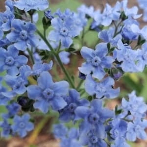 Chinesische Vergissmeinnicht Blumensamen