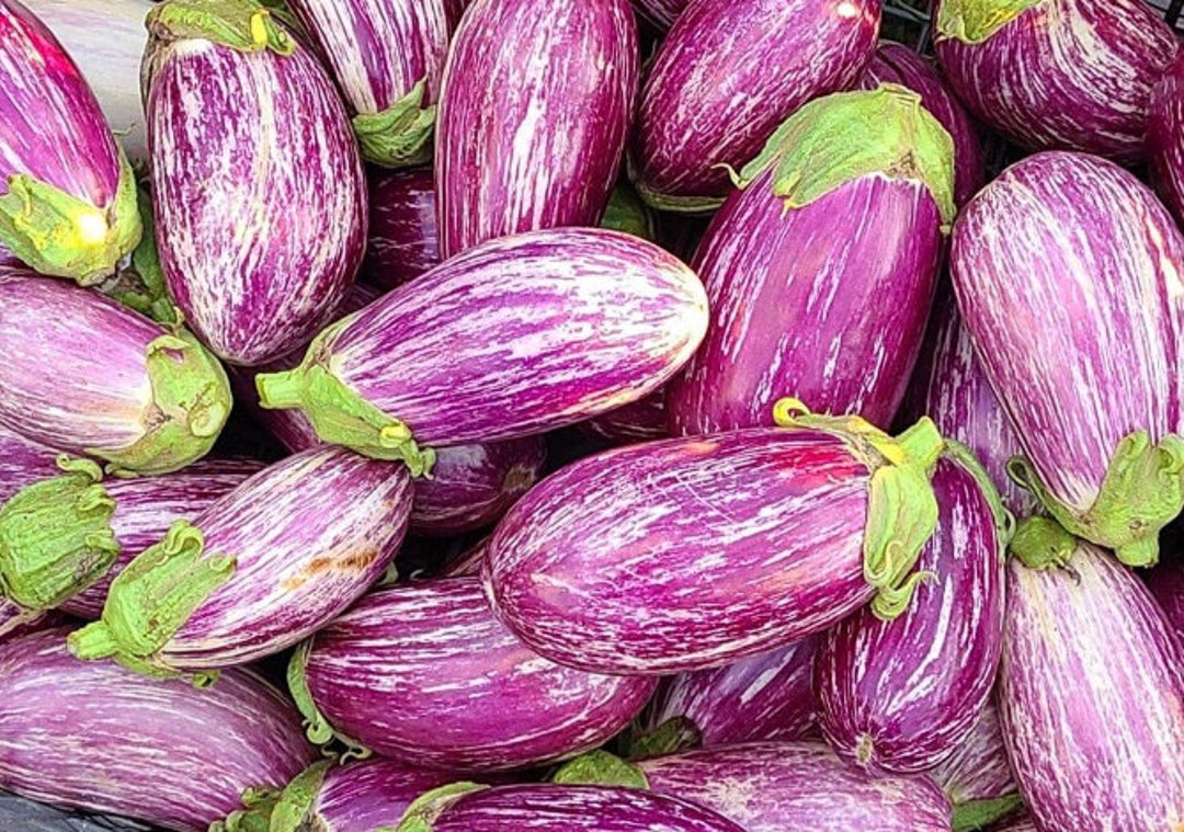 Shooting Stars Eggplant Heirloom Organic Etsy