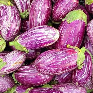 Shooting Stars Eggplant | Heirloom | Organic