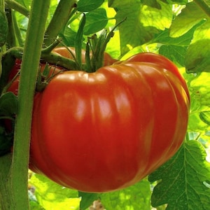 Beefsteak Determinate Tomato Seeds | Organic