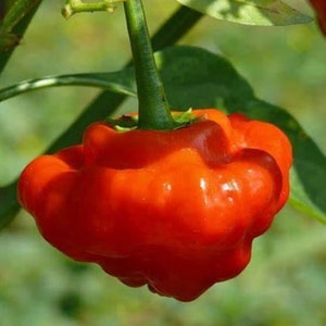 Red Mushroom Pepper Seeds | Hot | Organic