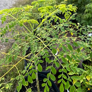 Moringa Seeds