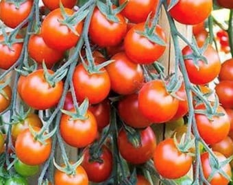 Super Sweet 100 (F1 Hybrid) Tomato Seeds