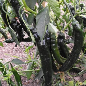 Pasilla Bajio Pepper Seeds | Hot | Heirloom | Organic