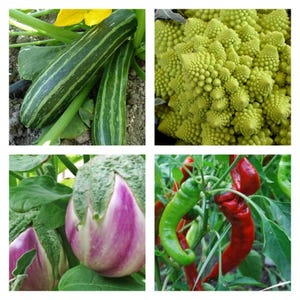 Colección de verduras italianas / semillas