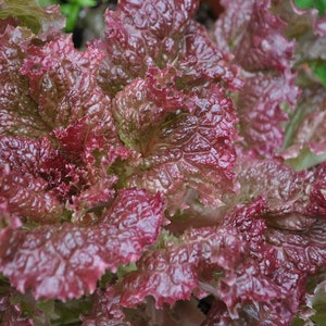 May include: Close-up of a head of red leaf lettuce with a deep red color and a ruffled texture. The lettuce is fresh and appears to be wet.