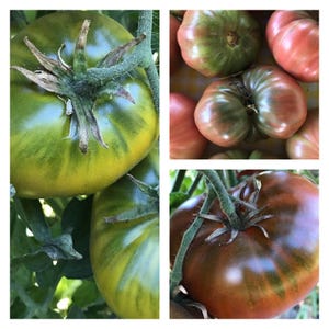 Cherokee Tomato Collection | Seeds