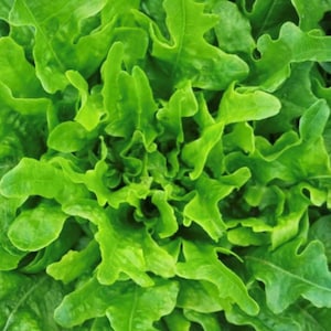 Semi di lattuga a foglia di quercia / Cimelio / Biologico