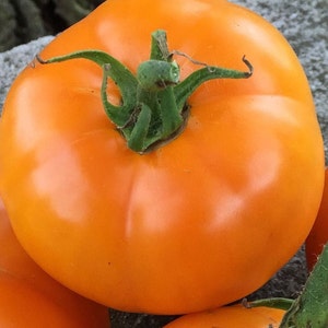 Nebraska Wedding Tomato Seeds | Heirloom | Organic
