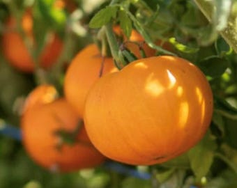 Sweet Tangerine Tomato Seeds | Heirloom