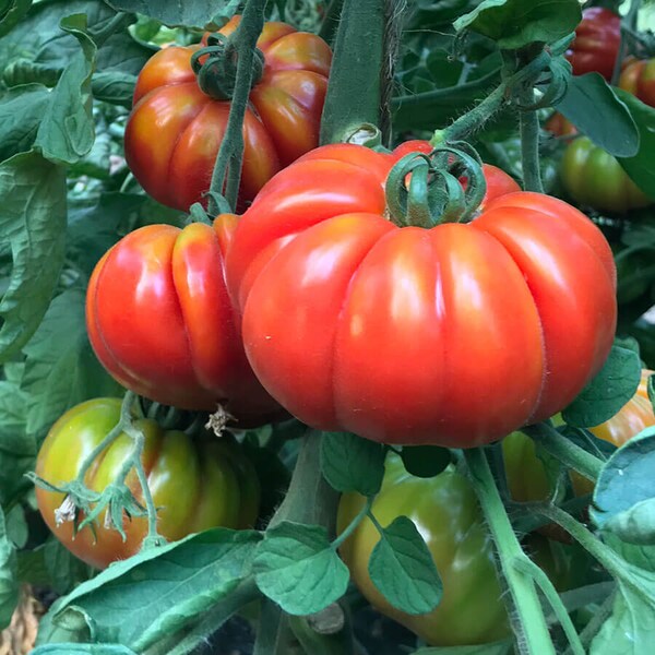 Super Marmande Tomato Seeds | Heirloom | Organic