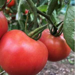 Porter Tomato Seeds | Heirloom | Organic