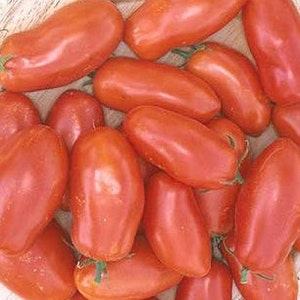 May include: A bowl of red, elongated tomatoes. The tomatoes are smooth and have a slightly pointed end.