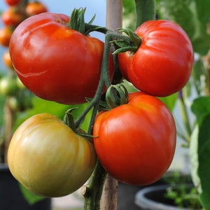 Nepal Tomato Seeds | Heirloom | Organic