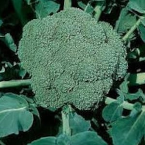 May include: A large, green broccoli head with tightly packed florets. The broccoli is fresh and ready to be harvested.