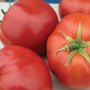 Quarter Century Tomatensamen | Erbstück | Bio