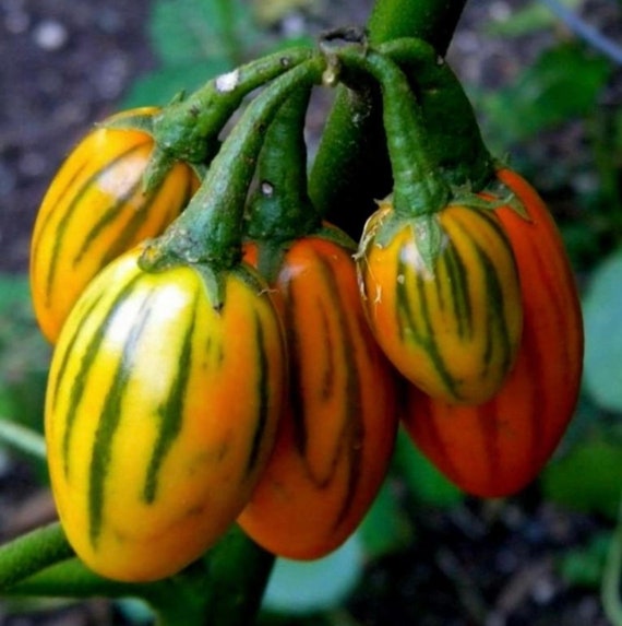 Striped Togo Eggplant Seeds | Heirloom | Organic - Etsy