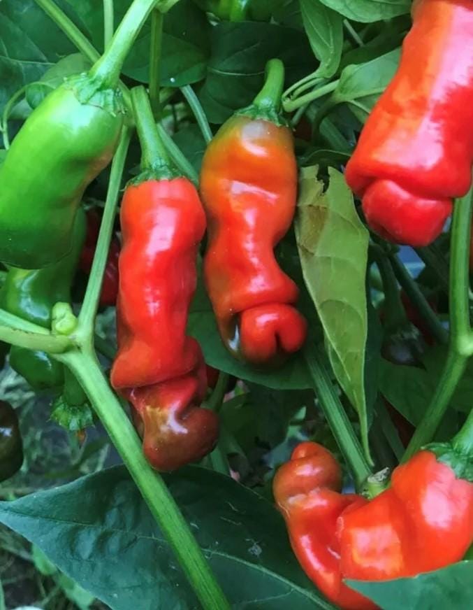 Red Peter Pepper Seeds | Hot - Etsy