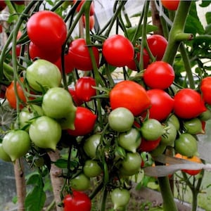 Dwarf Geranium Kiss Tomato Seeds | Organic